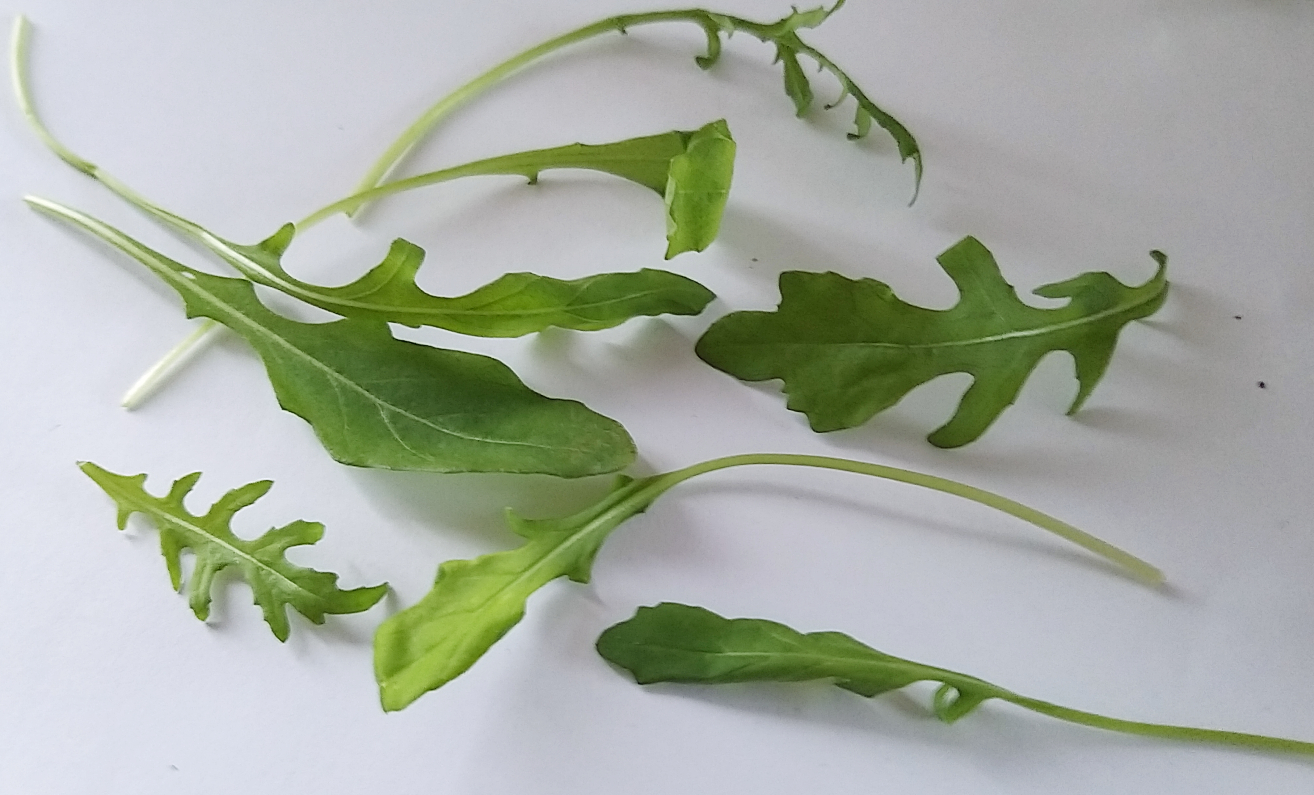 rucola